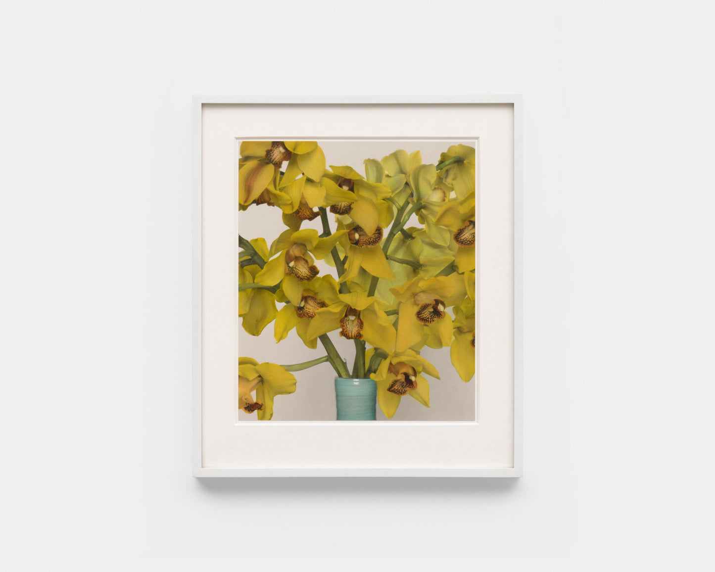 Katharina Renneisen: Orchids